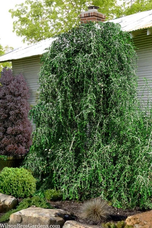 Weeping Yaupon Holly (Ilex Vomitoria 'Pendula') - 7 Gallon Pot (3-4') 1 Weeping Yaupon Holly (Ilex Vomitoria 'Pendula') - 7 Gallon Pot (3-4')