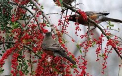 Pride Of Houston Yaupon Holly Tree - 7 Gallon Pot (2-3') -Botanica Tree Store ilex vomitoria pride of houston yaupon holly 10