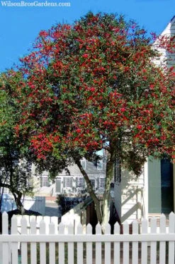 Pride Of Houston Yaupon Holly Tree - 7 Gallon Pot (2-3') -Botanica Tree Store ilex vomitoria pride of houston yaupon holly 2