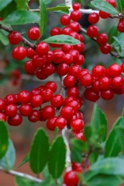 Pride Of Houston Yaupon Holly Tree - 7 Gallon Pot (2-3') -Botanica Tree Store ilex vomitoria pride of houston yaupon holly 7