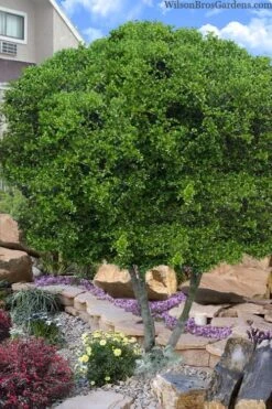 Pride Of Houston Yaupon Holly Tree - 7 Gallon Pot (2-3')
