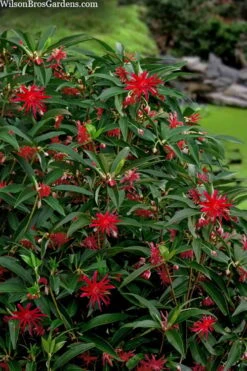 Scorpio Star Flower Anise (Illicium) - 3 Gallon Pot 9 Scorpio Star Flower Anise (Illicium) - 3 Gallon Pot -Botanica Tree Store illicium star flower scorpio anise 10