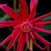 Scorpio Star Flower Anise (Illicium) - 3 Gallon Pot