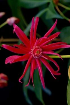 Scorpio Star Flower Anise (Illicium) - 3 Gallon Pot 11 Scorpio Star Flower Anise (Illicium) - 3 Gallon Pot -Botanica Tree Store illicium star flower scorpio anise 13