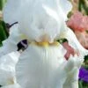 Immortality Tall Bearded Iris (Reblooming) - 1 Gallon Pot