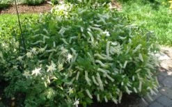 Love Child Sweetspire (Itea) - 3 Gallon Pot -Botanica Tree Store itea virginica love child sweetspire 5