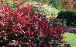 Love Child Sweetspire (Itea) - 3 Gallon Pot -Botanica Tree Store itea virginica love child sweetspire 8