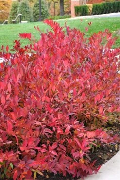 Virginia Sweetspire (Itea Virginica) - 3 Gallon Pot -Botanica Tree Store itea virginica virginia sweetspire 14