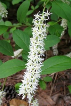 Virginia Sweetspire (Itea Virginica) - 3 Gallon Pot -Botanica Tree Store itea virginica virginia sweetspire 7