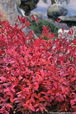 Virginia Sweetspire (Itea Virginica) - 3 Gallon Pot -Botanica Tree Store itea virginica virginia sweetspire 8