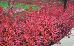 Virginia Sweetspire (Itea Virginica) - 3 Gallon Pot -Botanica Tree Store itea virginica virginia sweetspire 9