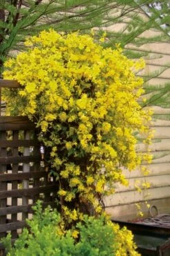 Carolina Yellow Jasmine (Jessamine) Gelsemium Sempervirens - 2 Gallon Pot -Botanica Tree Store jasmine carolina 21 1