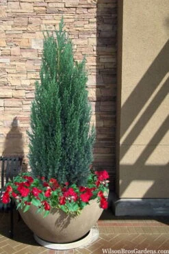 Blue Point Juniper - 7 Gallon Pot (3-4') -Botanica Tree Store juniper blue point 21