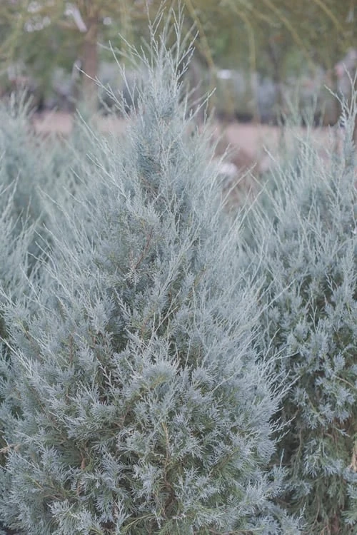 Moonglow Pyramidal Blue Juniper - 7 Gallon Pot (3-4') 1 Moonglow Pyramidal Blue Juniper - 7 Gallon Pot (3-4')