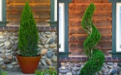 Spartan Juniper - 3 Gallon Pot -Botanica Tree Store juniper20spartan202 1