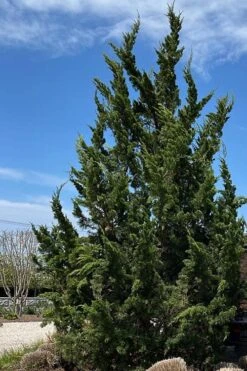 Kaizuka Twisted Juniper - 3 Gallon Pot -Botanica Tree Store juniperus chinensis kaizuka twisted juniper 5