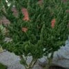 Kaizuka Twisted Juniper - 3 Gallon Pot