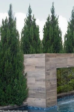 Spartan Juniper - 3 Gallon Pot -Botanica Tree Store juniperus chinensis spartan columnar juniper 20 1