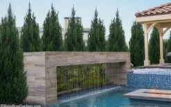 Spartan Juniper - 3 Gallon Pot -Botanica Tree Store juniperus chinensis spartan columnar juniper 40 1