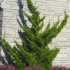 Hollywood Torulosa Juniper - 3 Gallon Pot