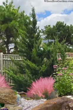 Hollywood Torulosa Juniper - 3 Gallon Pot -Botanica Tree Store juniperus chinensis torulosa hollywood 101 1