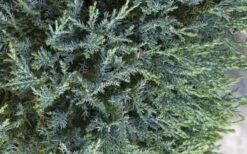 Medora Rocky Mountain Juniper - 2 Gallon Pot (3-4') -Botanica Tree Store juniperus scopulorum medora juniper 2