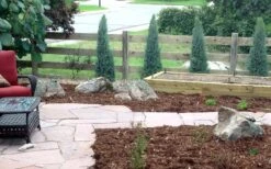 Medora Rocky Mountain Juniper - 2 Gallon Pot (3-4') -Botanica Tree Store juniperus scopulorum medora juniper 4