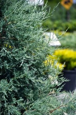Medora Rocky Mountain Juniper - 2 Gallon Pot (3-4') -Botanica Tree Store juniperus scopulorum medora juniper 5
