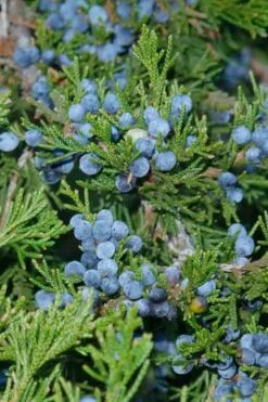 Emerald Feather Juniper - 7 Gallon Pot (4-5') -Botanica Tree Store juniperus virginiana canaertii eatern red cedar 4