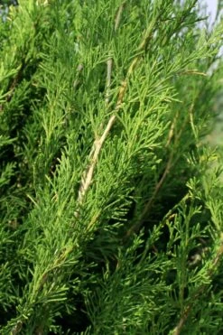 Emerald Feather Juniper - 7 Gallon Pot (4-5') -Botanica Tree Store juniperus virginiana emerald feather juniper 2
