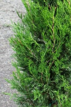 Emerald Feather Juniper - 7 Gallon Pot (4-5') -Botanica Tree Store juniperus virginiana emerald feather juniper 6