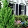 Emerald Feather Juniper - 7 Gallon Pot (4-5')