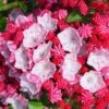 Carol Mountain Laurel (Kalmia Latifolia) - 2 Gallon Pot
