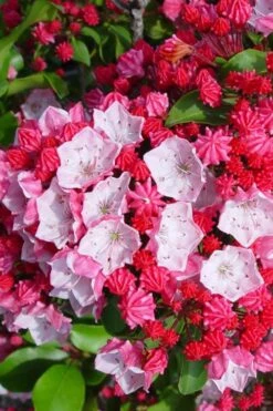 Carol Mountain Laurel (Kalmia Latifolia) - 2 Gallon Pot