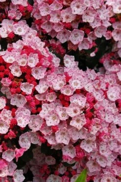 Carol Mountain Laurel (Kalmia Latifolia) - 2 Gallon Pot -Botanica Tree Store kalmia latifolia carol mountail laurel 3