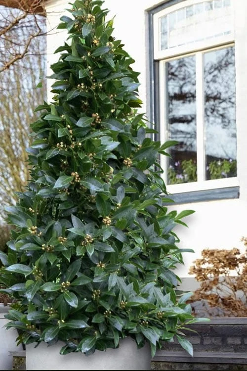 Bay Laurel (Sweet Bay) - Laurus Nobilis - 1 Gallon Pot 1 Bay Laurel (Sweet Bay) - Laurus Nobilis - 1 Gallon Pot