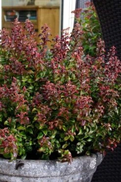 Twisting Red Leucothoe (Fetterbush) - 2 Gallon Pot 11 Twisting Red Leucothoe (Fetterbush) - 2 Gallon Pot -Botanica Tree Store leucothoe axillaris twisting red coastal dog hobble 2
