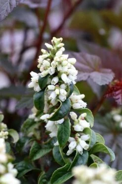 Twisting Red Leucothoe (Fetterbush) - 2 Gallon Pot 12 Twisting Red Leucothoe (Fetterbush) - 2 Gallon Pot -Botanica Tree Store leucothoe axillaris twisting red coastal dog hobble 5