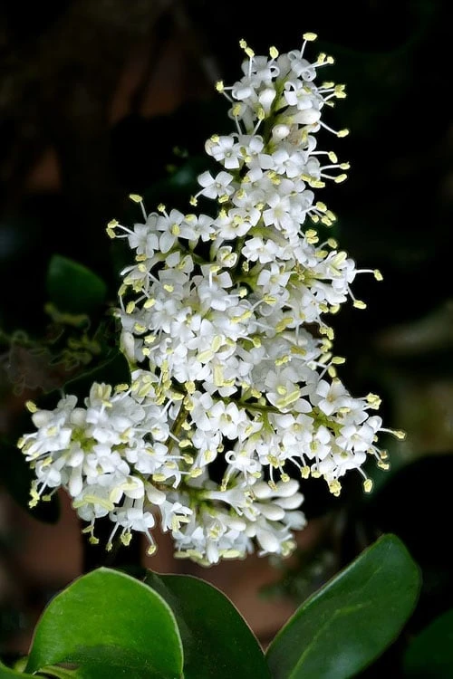 Waxleaf Ligustrum - 1 Gallon Pot 6 Waxleaf Ligustrum - 1 Gallon Pot - Image 6
