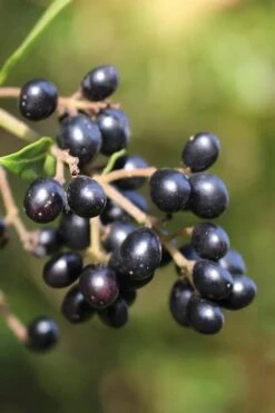 Waxleaf Ligustrum - 1 Gallon Pot 21 Waxleaf Ligustrum - 1 Gallon Pot -Botanica Tree Store ligustrum japonicum waxleaf privet 2