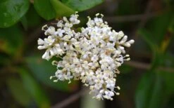 Waxleaf Ligustrum - 1 Gallon Pot 22 Waxleaf Ligustrum - 1 Gallon Pot -Botanica Tree Store ligustrum japonicum waxleaf privet 3