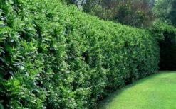 Waxleaf Ligustrum - 1 Gallon Pot 16 Waxleaf Ligustrum - 1 Gallon Pot -Botanica Tree Store ligustrum japonicum waxleaf privet 4