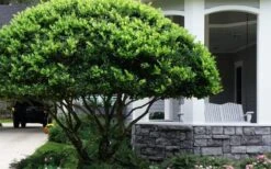Waxleaf Ligustrum - 1 Gallon Pot 23 Waxleaf Ligustrum - 1 Gallon Pot -Botanica Tree Store ligustrum japonicum waxleaf privet 6