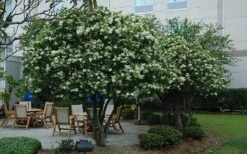 Waxleaf Ligustrum - 1 Gallon Pot 18 Waxleaf Ligustrum - 1 Gallon Pot -Botanica Tree Store ligustrum japonicum waxleaf privet 7