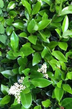 Waxleaf Ligustrum - 1 Gallon Pot 19 Waxleaf Ligustrum - 1 Gallon Pot -Botanica Tree Store ligustrum japonicum waxleaf privet 9