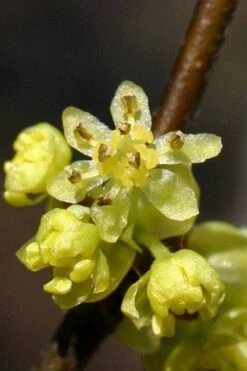 Spicebush (Lindera Benzoin) - 1 Gallon Pot 23 Spicebush (Lindera Benzoin) - 1 Gallon Pot -Botanica Tree Store lindera benzoin yellow spicebush 1 1