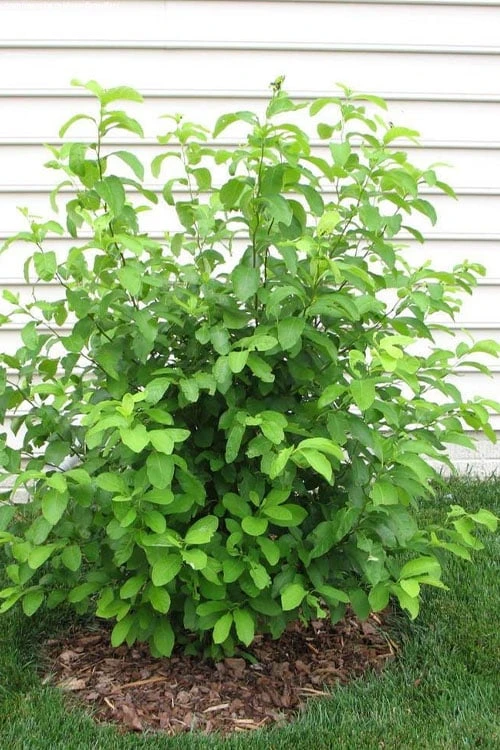 Spicebush (Lindera Benzoin) - 1 Gallon Pot 10 Spicebush (Lindera Benzoin) - 1 Gallon Pot - Image 10