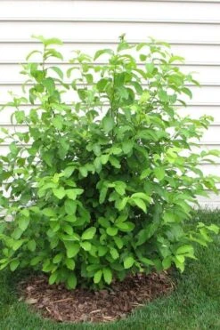 Spicebush (Lindera Benzoin) - 3 Gallon Pot -Botanica Tree Store lindera benzoin yellow spicebush 11