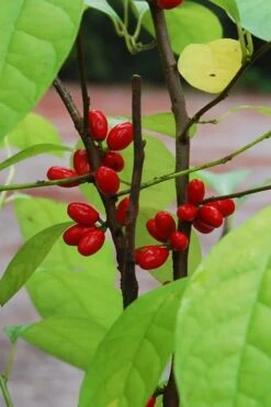 Spicebush (Lindera Benzoin) - 1 Gallon Pot 18 Spicebush (Lindera Benzoin) - 1 Gallon Pot -Botanica Tree Store lindera benzoin yellow spicebush 14 1