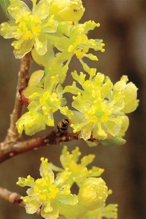 Spicebush (Lindera Benzoin) - 1 Gallon Pot 1 Spicebush (Lindera Benzoin) - 1 Gallon Pot